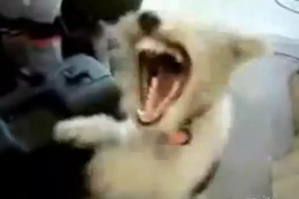 Puppy Flips Out to Death Metal [Watch]